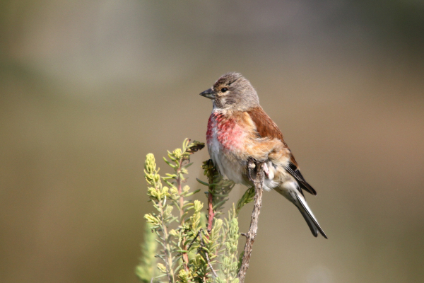 Linotte mélodieuse